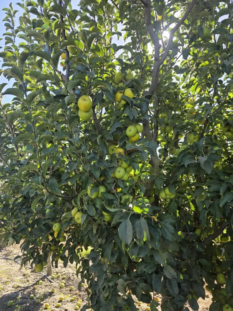 0 Olympia Avenue, San Juan Bautista, CA 95045 - #1