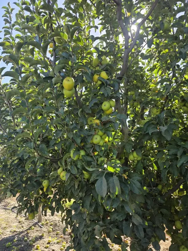 0 Olympia Avenue, San Juan Bautista, CA 95045