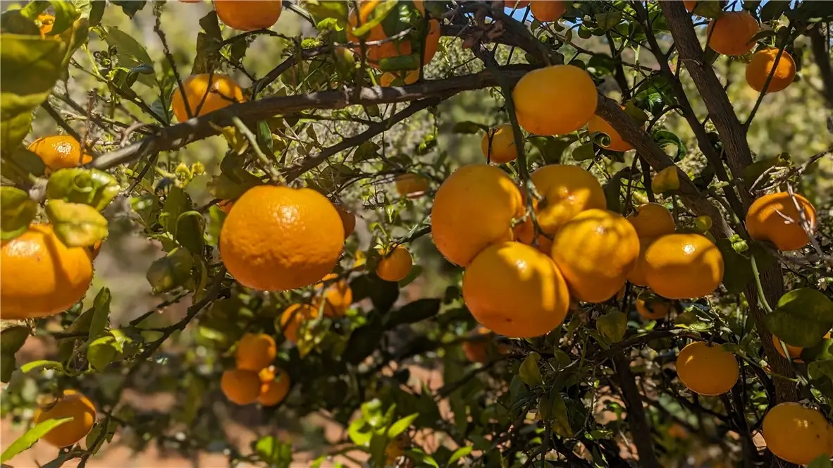 27 Via Escalon, Temecula, CA 92590 - #1