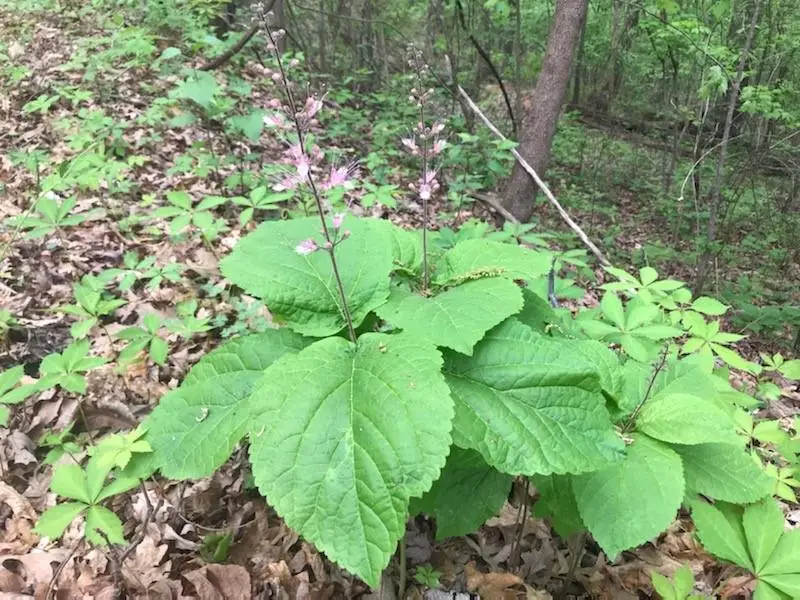 0 Old Eighty Five Road, Sandersville, GA 31083 - Image #2