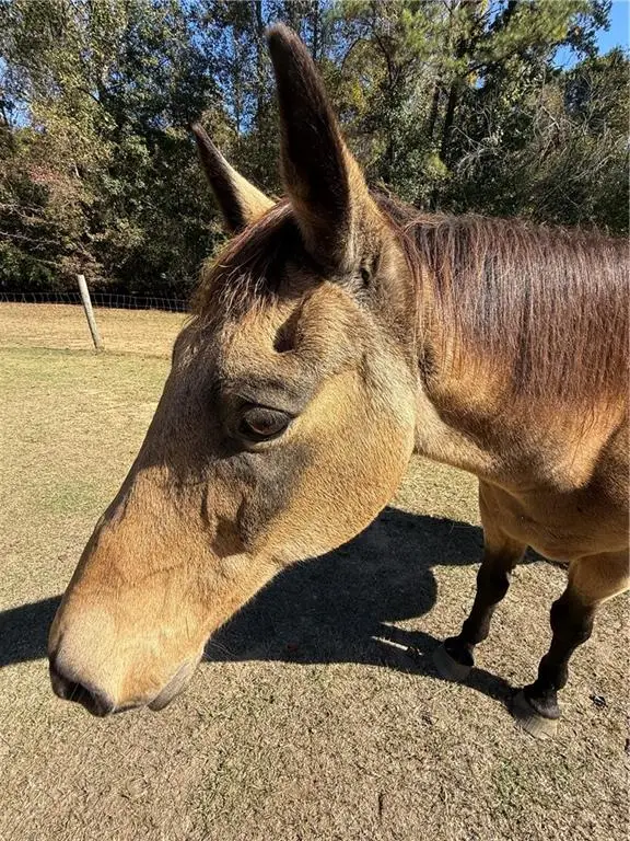 7790 Atlanta Newnan Road, Chattahoochee Hills, GA 30268 - Image #3