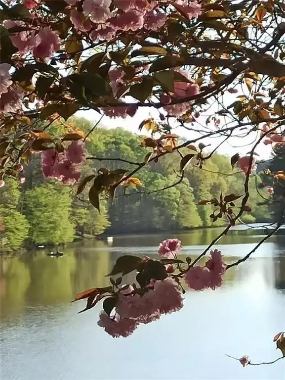 2382 Merrymount Drive, Suwanee, GA 30024 - #1