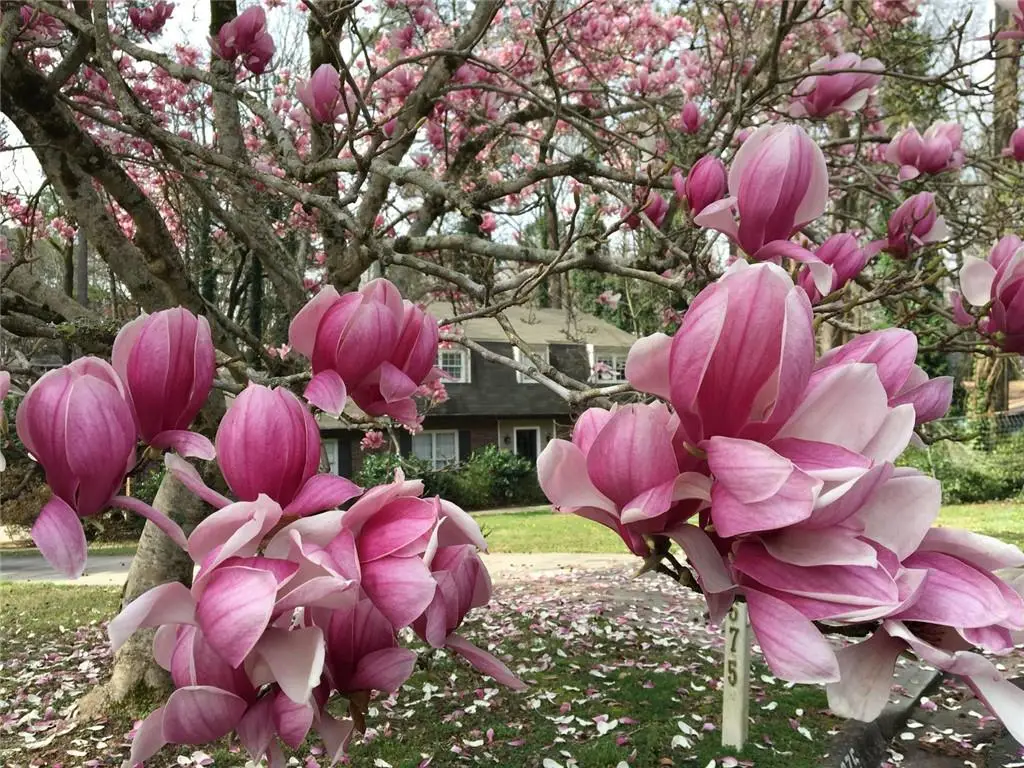 3675 Toxaway Court, Atlanta, GA 30341 - #1