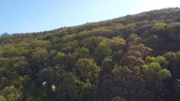 172 Trailwood Drive, Ellijay, GA 30540