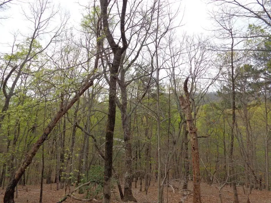 315 Bell Flower Drive, Big Canoe, GA 30143 - #3