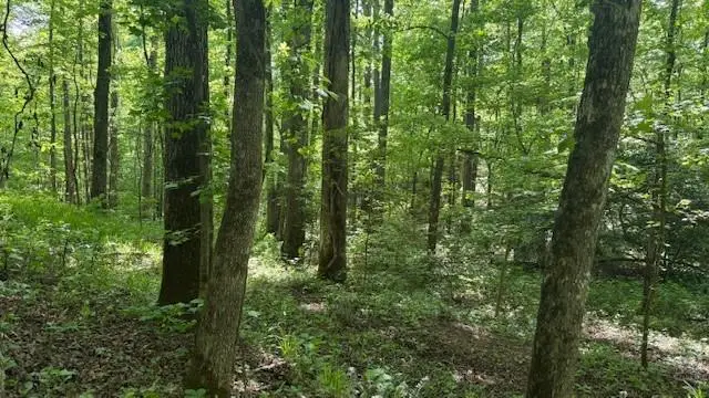 01 Hwy 136 West, Talking Rock, GA 30175 - #2