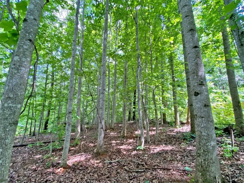 39.2ac Falling Pines Road, Dahlonega, GA 30533 - #1
