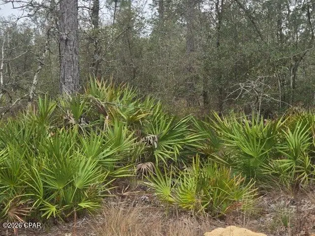 0000 NW Cr 274, Altha, FL 32421 - #2