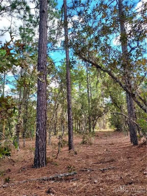 0 SW 90 Street, On Top Of The World, FL 34431 - Image #3