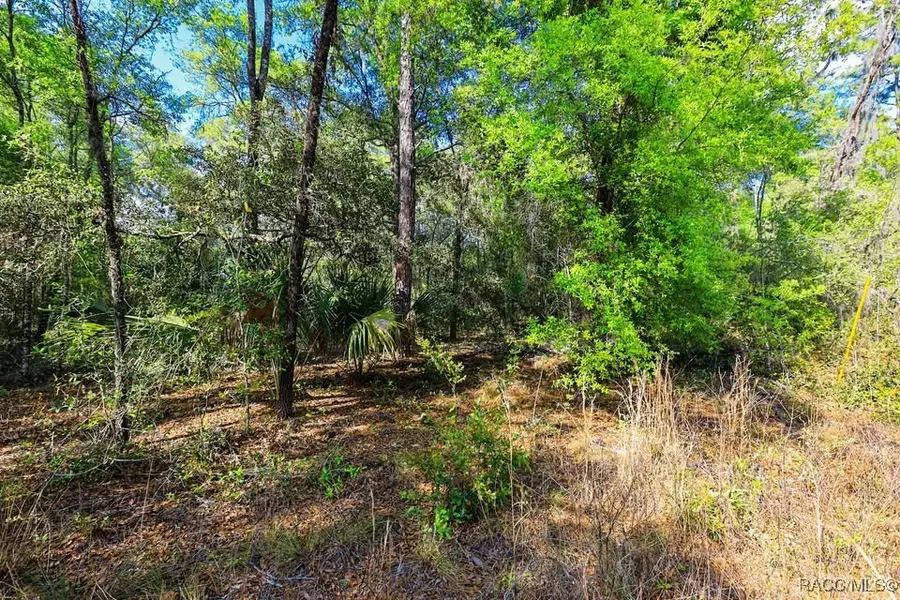 7451 W Rainbow Street, Dunnellon, FL 34433 - Image #2