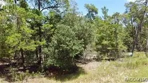 1 Crossandra Court E, Homosassa, FL 34446 - #3