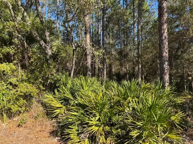 2659 S Bolton Avenue, Homosassa, FL 34448 - Image #3