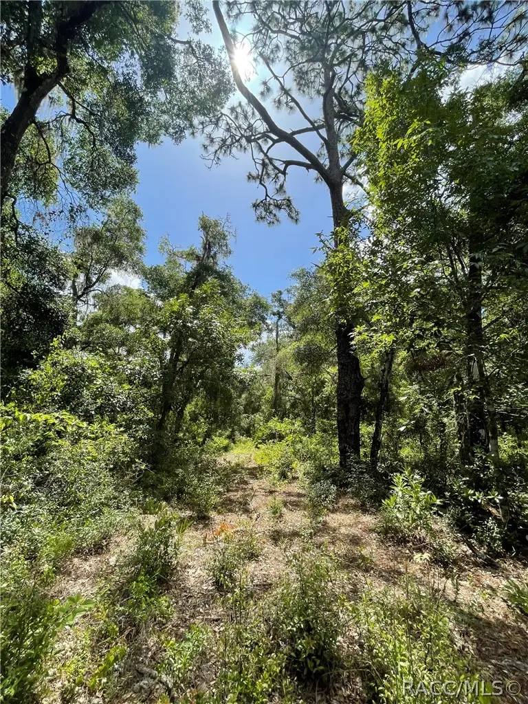 10719 E Tree Lane, Inverness, FL 34450 - #2