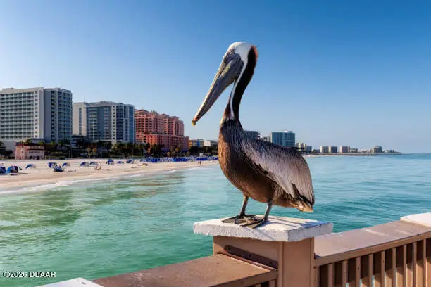 2987 S Atlantic Avenue #805, Daytona Beach Shores, FL 32118 - #2