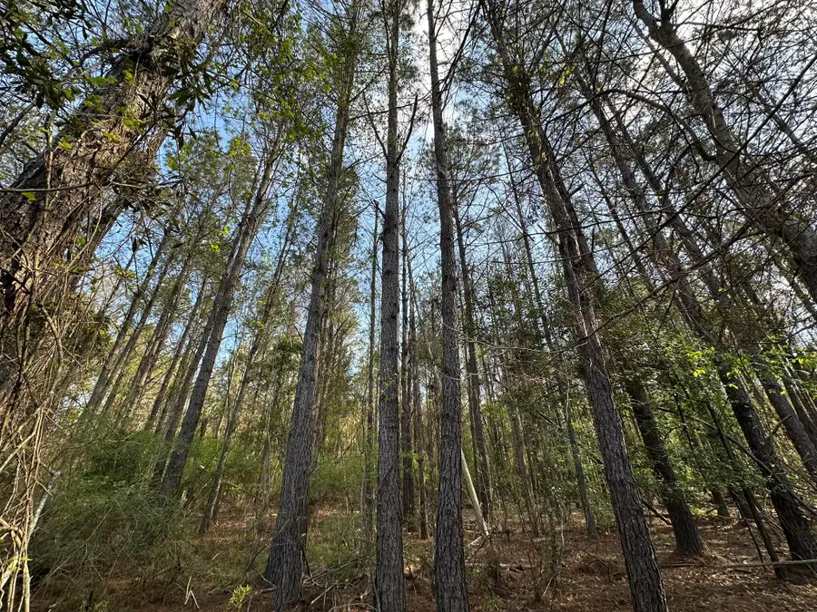 Parcel F Snider Ave Road, Other, AL 00N/A - #3