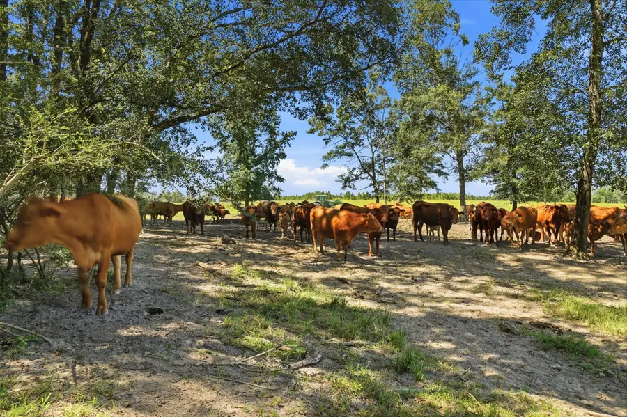 520 Acres Us Hwy 331 N, Defuniak Springs, FL 32433 - #2