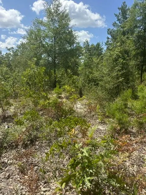4 Daffodil Court, Walton, FL 32434 - #1