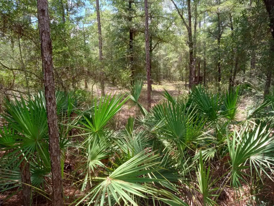 Lots 7 & 8 E Yellow Poplar Avenue, Defuniak Springs, FL 32433 - #2