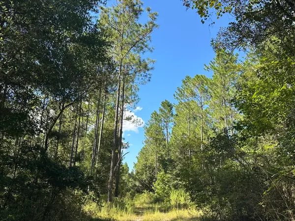 Tract#6421 Johnson Road, Caryville, FL 32425