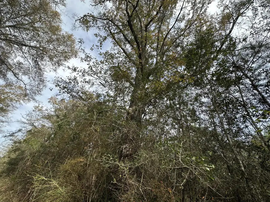 Tract#6301 W Love Road, Bonifay, FL 32425 - Image #2