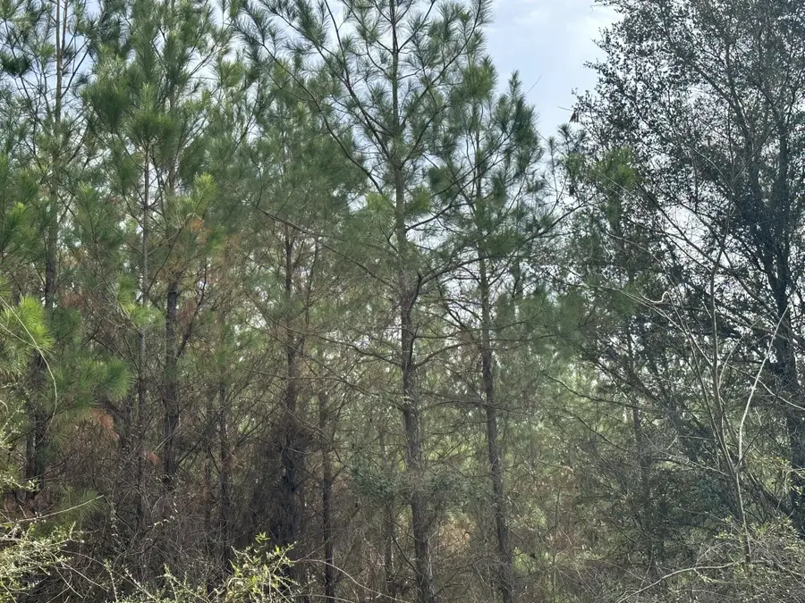 Tract#6301 W Love Road, Bonifay, FL 32425 - Image #3