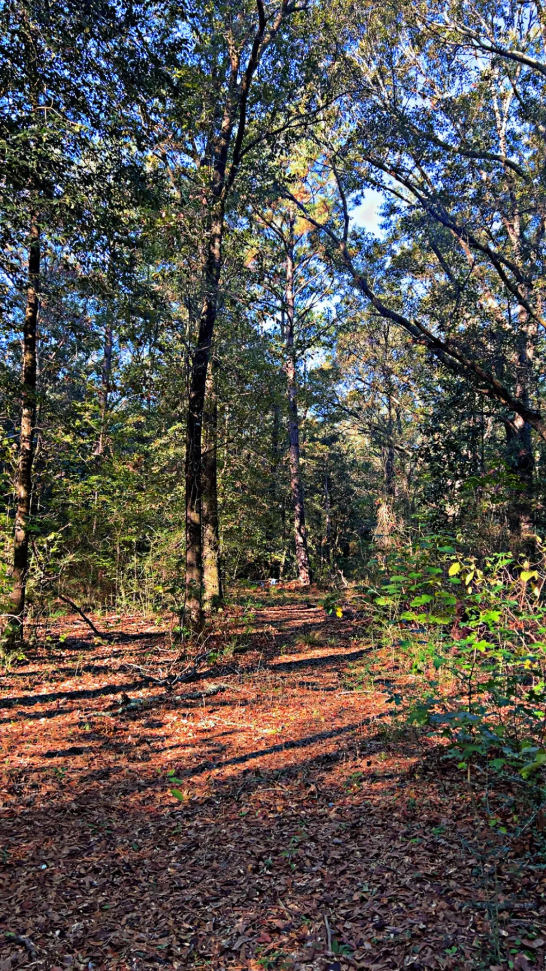 8092 Highway 393, Laurel Hill, FL 32567 - Image #1