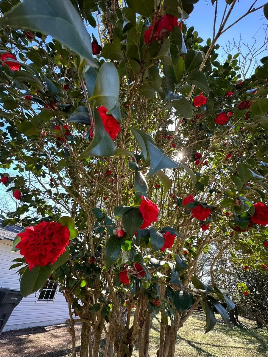 116 Quince Avenue, Niceville, FL 32578 - #3