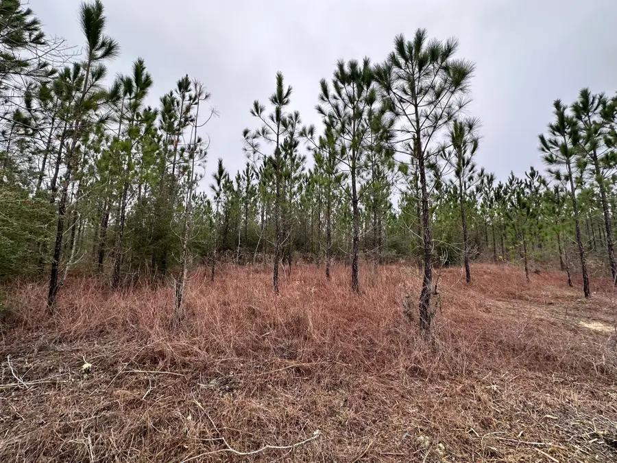 Tract#6418 S Mattox Springs Road #S4, Caryville, FL 32427 - #3