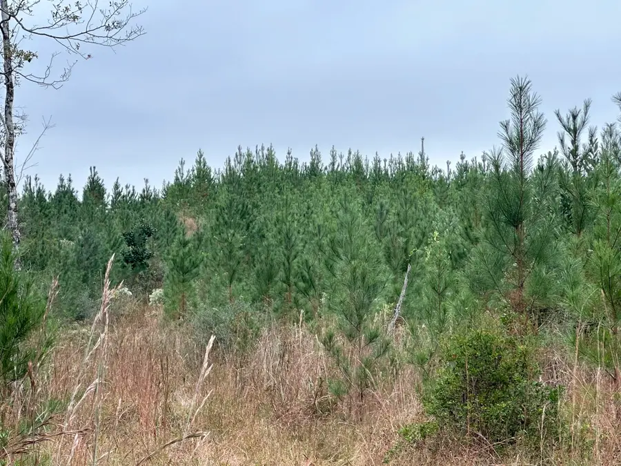 Parcel D2 Millside Road, Laurel Hill, FL 32567 - #3