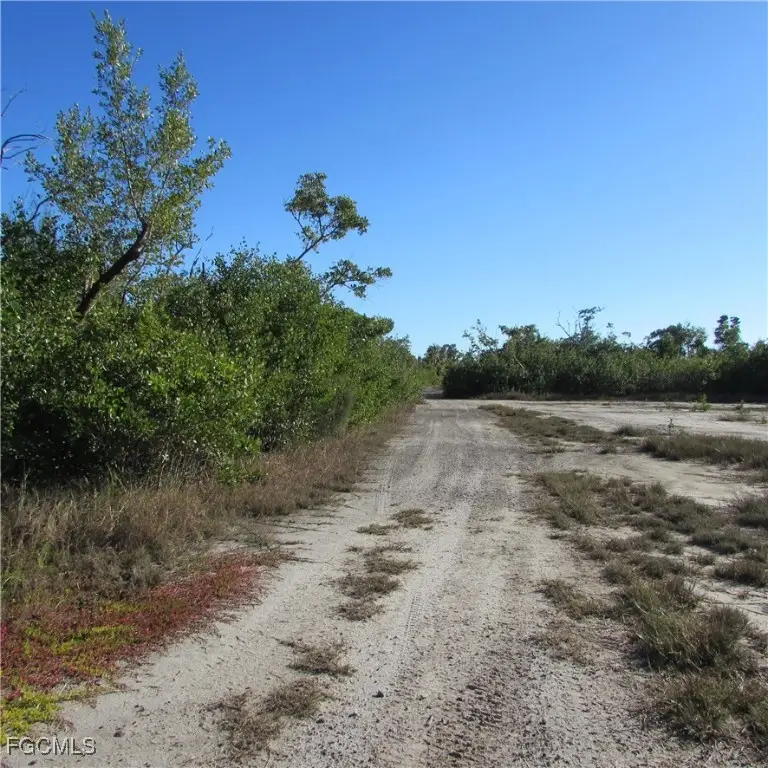 Ficus Tree, Bokeelia, FL 33922 - Image #3