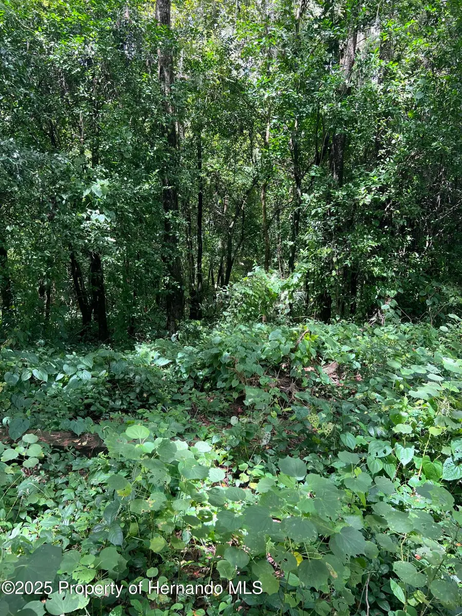 18293 Annutalaga Avenue, Brooksville, FL 34601 - Image #3