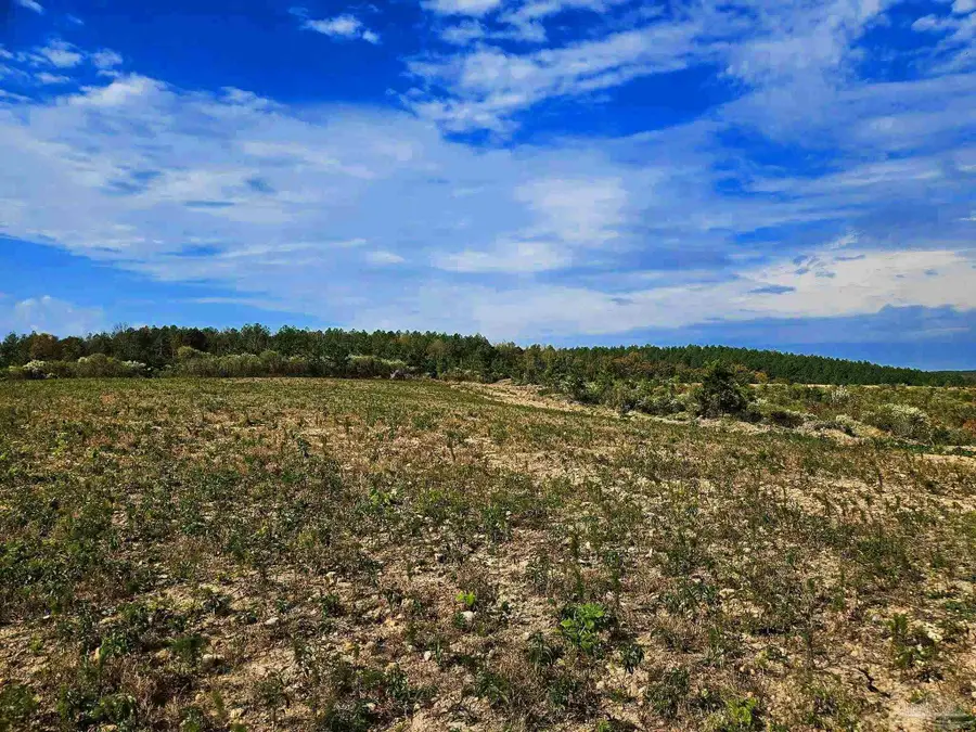 0 County Rd 79, Waterloo, AL 36577 - Image #2