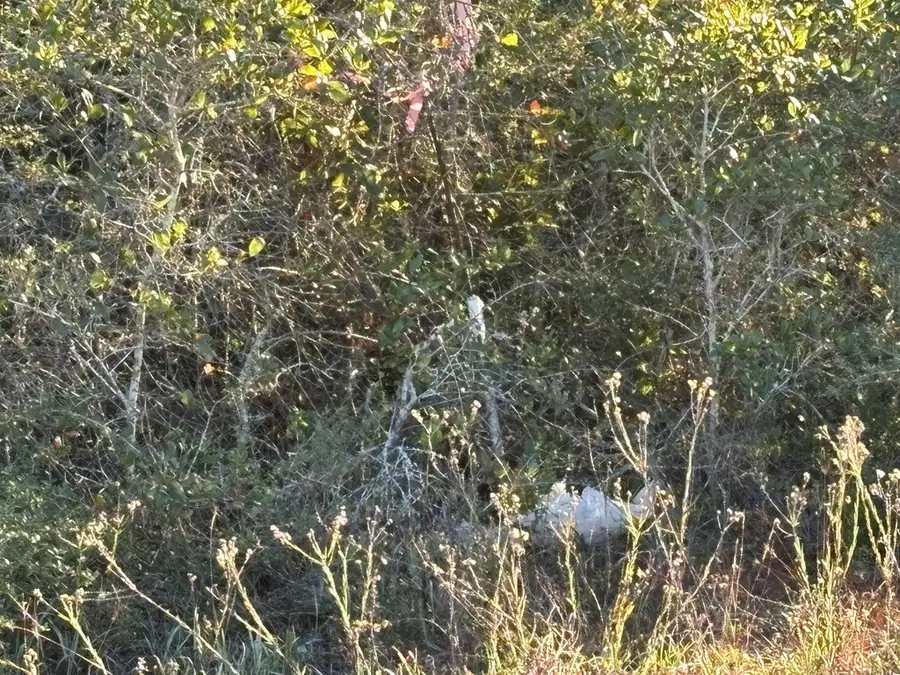 2 Kal Ln #2, Carrabelle, FL 32322 - Image #3