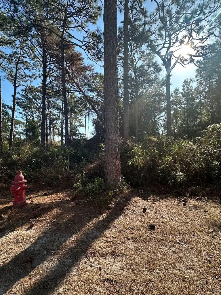 255 Royal Tern Way, Carrabelle, FL 32322 - #1