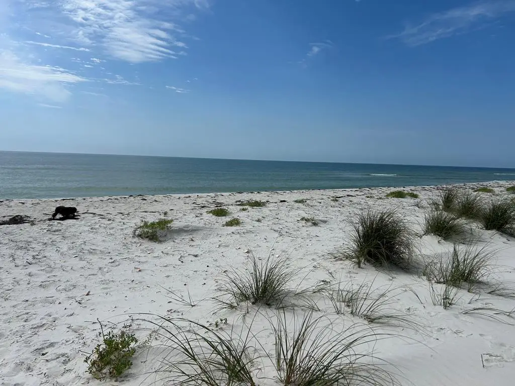 989 Gulf Shore Dr, Carrabelle, FL 32322 - #1