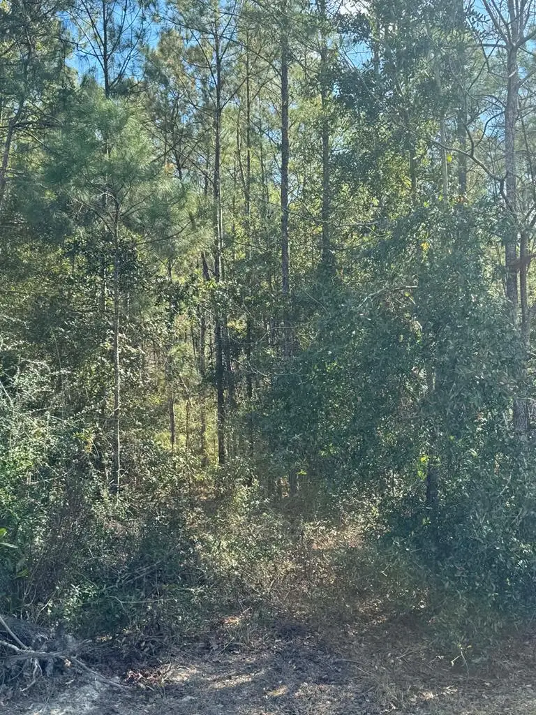 391 Jim Rish St, Wewahitchka, FL 32465 - #1