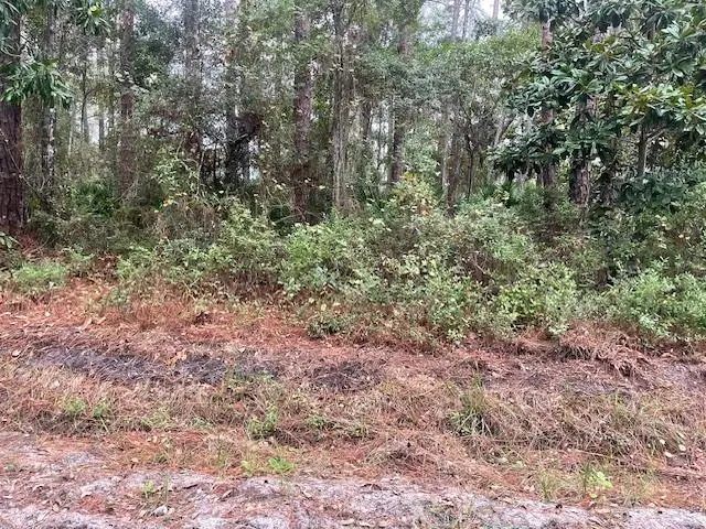 XXX Chipola Street, Panacea, FL 32346 - #2