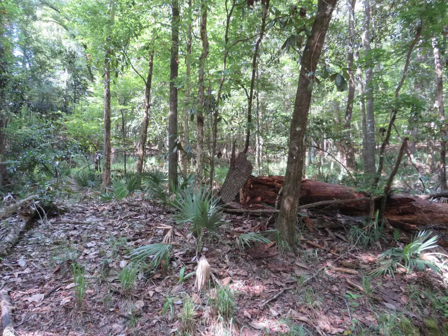 XXX Tallavana Trail, Havana, FL 32333 - #2