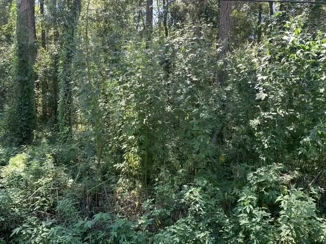 0 Buck Lake Road, Tallahassee, FL 32317 - #1