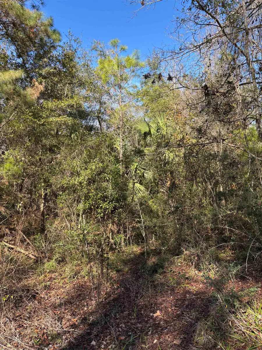 XX Noles Lane, Crawfordville, FL 32327 - #3