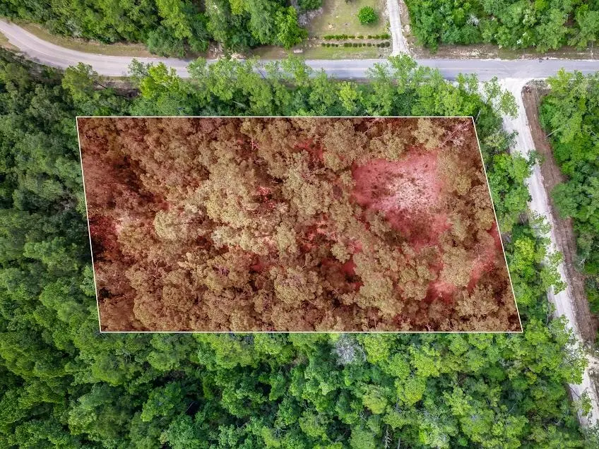 Persimmon Road, Sopchoppy, FL 32358 - #1