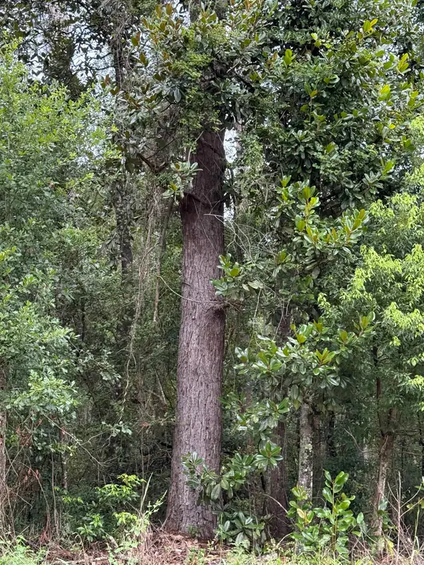 TBD SW Tram Road, Greenville, FL 32331