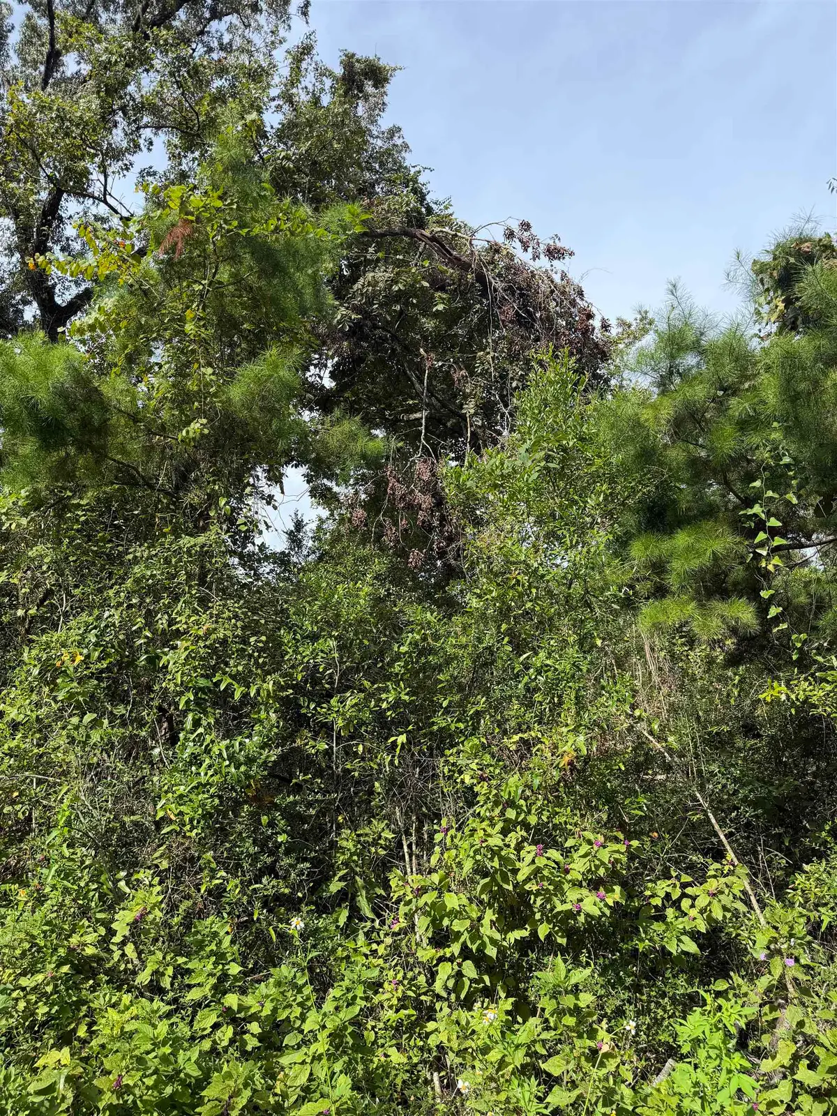 xxx Rochelsie Road, Crawfordville, FL 32327 - #1
