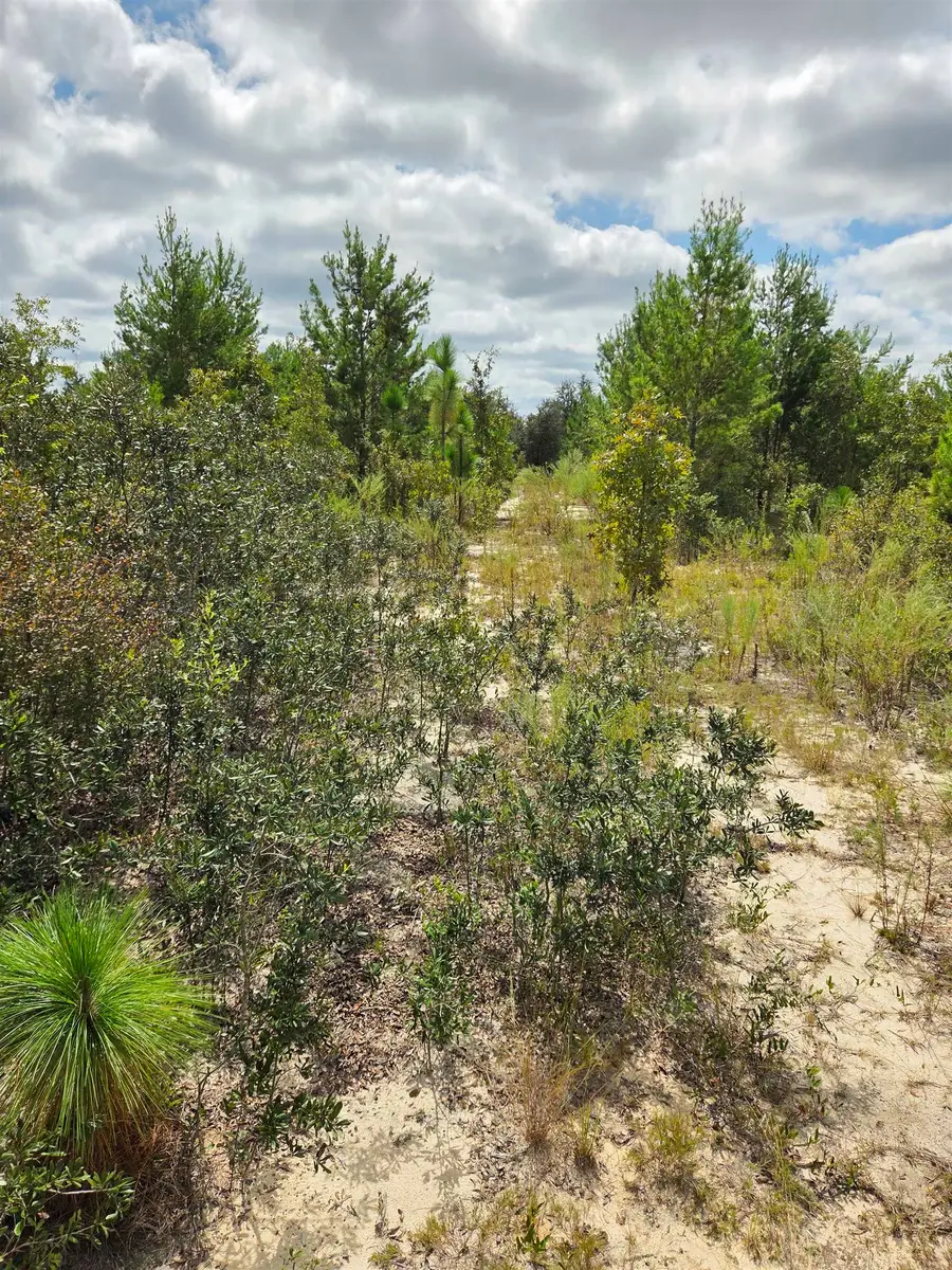 xxx NW Short Branch Street, Bristol, FL 32321 - #2