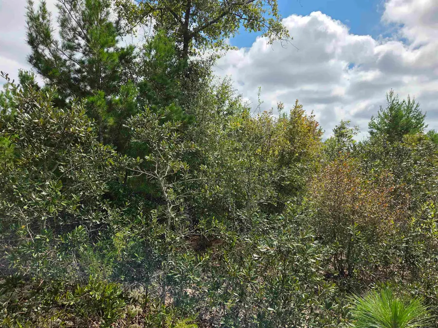 xxx NW Short Branch Street, Bristol, FL 32321 - #3