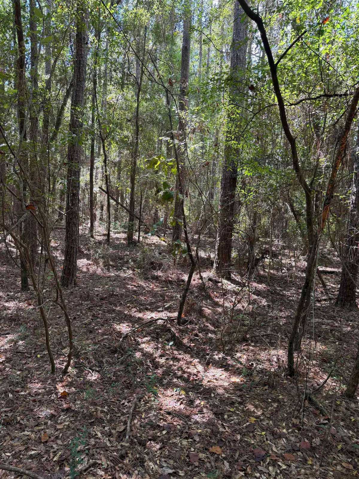 XXX Sipsey Way, Tallahassee, FL 32305 - #1
