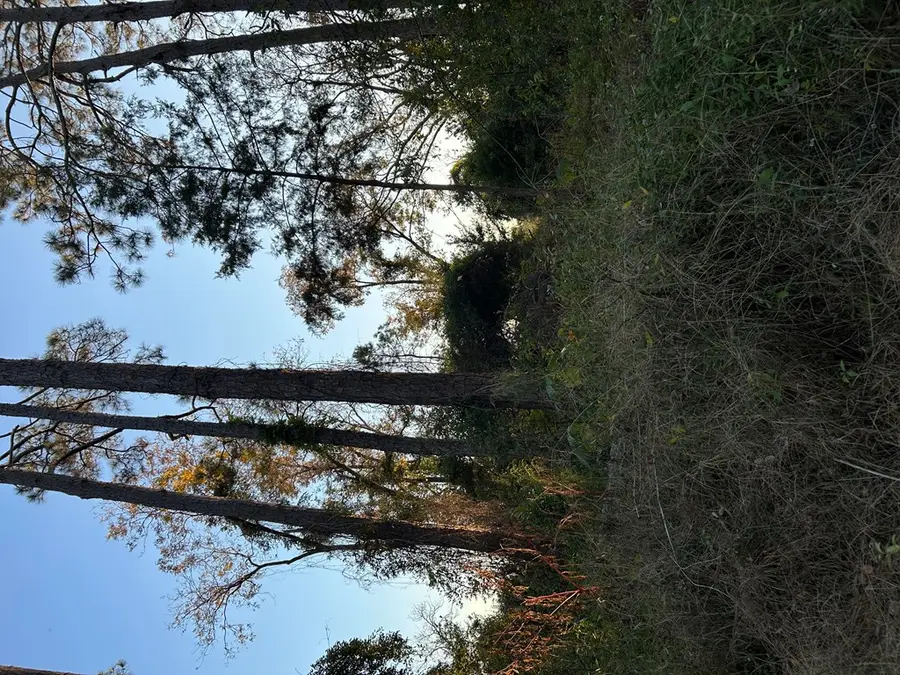 0 Bonaire St, McRae Helena, GA 31055 - Image #2