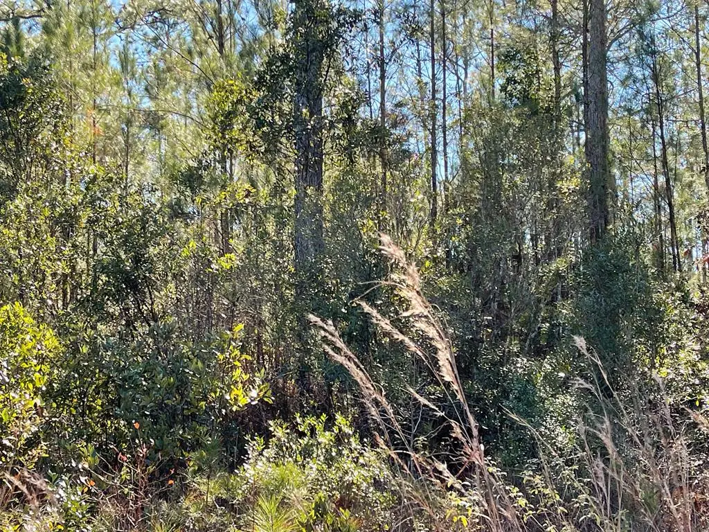 0 Landing Trail, Waynesville, GA 31566 - #1