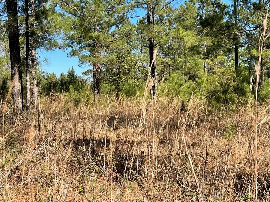 0 Landing Trail, Waynesville, GA 31566 - #3