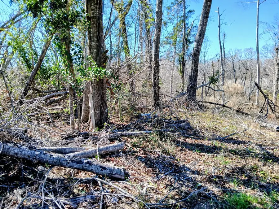 none Dead River Rd, Uvalda, GA 30473 - #2